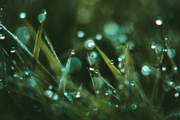 Abstract green foliage representing natural peace and clarity